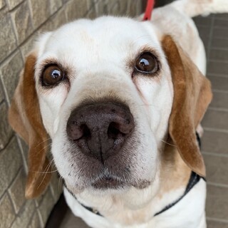 里親さまが決定しました。