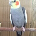 オカメインコ♂とまとちゃん
