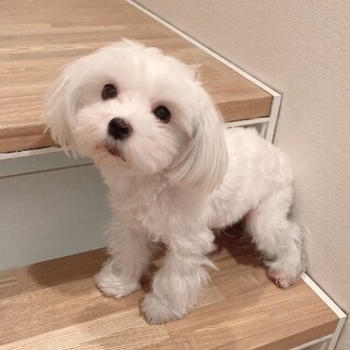 暖かい家族をさがしております。