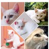 の写真