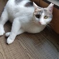 パステル三毛の可愛らしい子です
