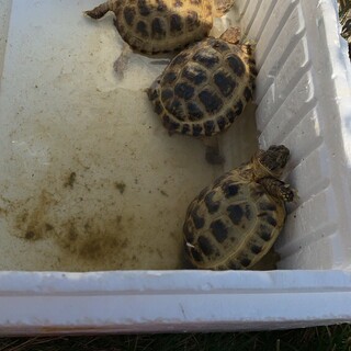 ホルスフィールド