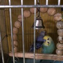 セキセイインコ　三羽