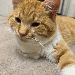 可愛いにゃんまる