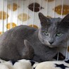 ロシアンブルー男の子☆ししゃも サムネイル3