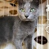 ロシアンブルー男の子☆ししゃも サムネイル4