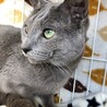ロシアンブルー男の子☆ししゃも サムネイル5