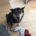 シェパードと柴犬のミックス犬です