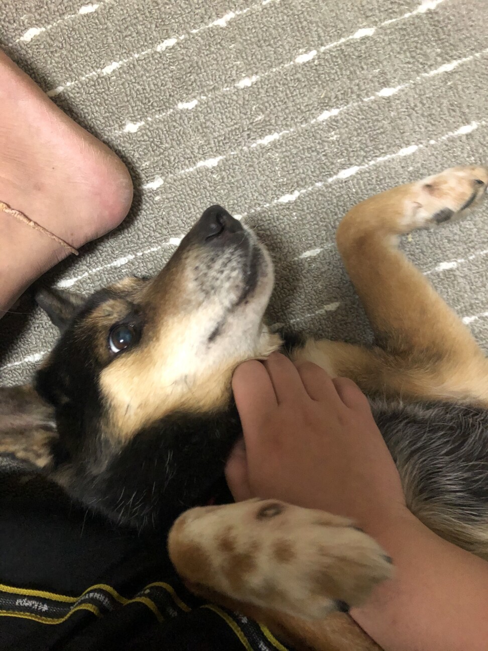 シェパードと柴犬のミック 宮崎県 犬の里親募集 ペットのおうち 月間利用者150万人