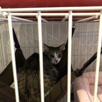 ひめちゃん