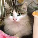 【カビラ】おかげさまで里親様が決まりました！