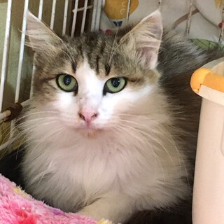 【カビラ】おかげさまで里親様が決まりました！