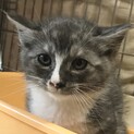 【アワモリ】おかげ様で里親様が決まりました！