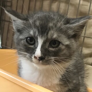 【アワモリ】おかげ様で里親様が決まりました！