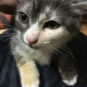 【ベニアワ】おかげ様を里親様が決まりました！