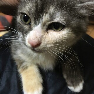 【ベニアワ】おかげ様を里親様が決まりました！