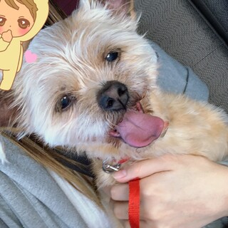 小型犬ミックスです。