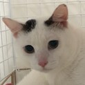 甘えん坊の3歳くらいの男の子　キャラメル一時停止