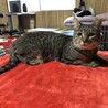 甘えん坊のキジの女の子　リリーちゃん　一時停止 サムネイル2