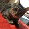 甘えん坊のキジの女の子　リリーちゃん　一時停止 サムネイル3