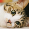 めぐねこ（目黒区 都会の猫を考える会）