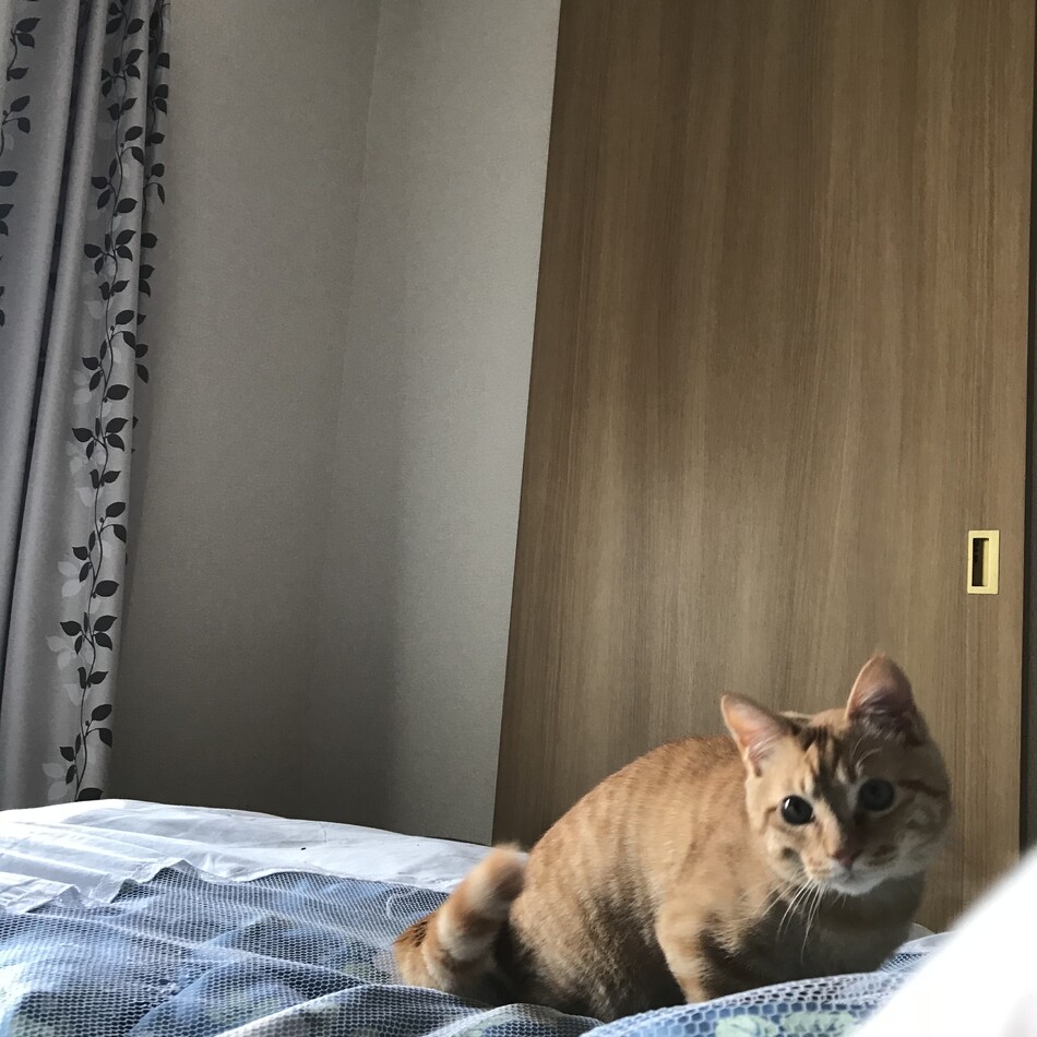バベルのカバー写真