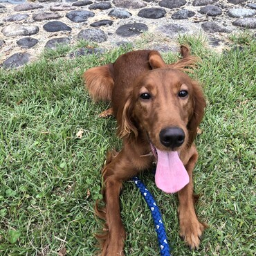愛犬