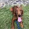 愛犬