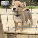お利口なてんくん‼︎2か月