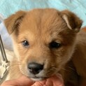 MIX子犬の男の子
