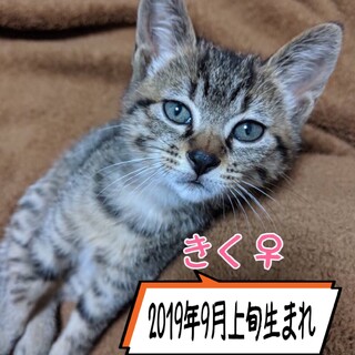 里親決定しました