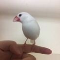 人懐っこい白文鳥