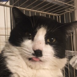 第90回　にゃん☆ぴーす猫譲渡会（完全予約制） サムネイル2