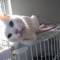 第90回　にゃん☆ぴーす猫譲渡会（完全予約制）