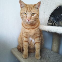 第90回　にゃん☆ぴーす猫譲渡会（完全予約制） サムネイル3