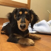 むぎ