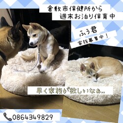 「倉敷っ子ふぅ君のお泊り保育一日目→譲渡決定！」サムネイル2