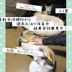 「倉敷っ子ふぅ君のお泊り保育一日目→譲渡決定！」サムネイル3