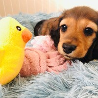 ダーコ