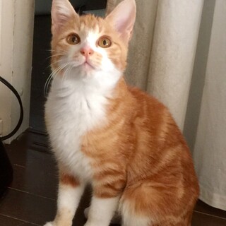 応募多数につき募集を一時中止します