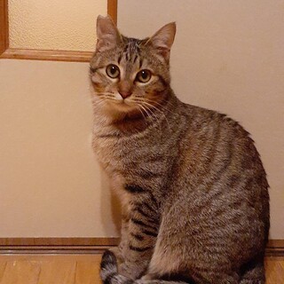 ずっとのお家を募集中
