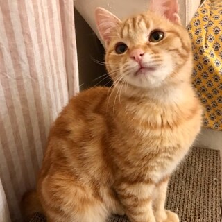 応募多数につき募集は一時中止します