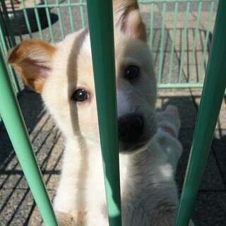 うすベージュちびくん