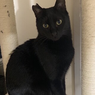 ずっとのお家を募集中