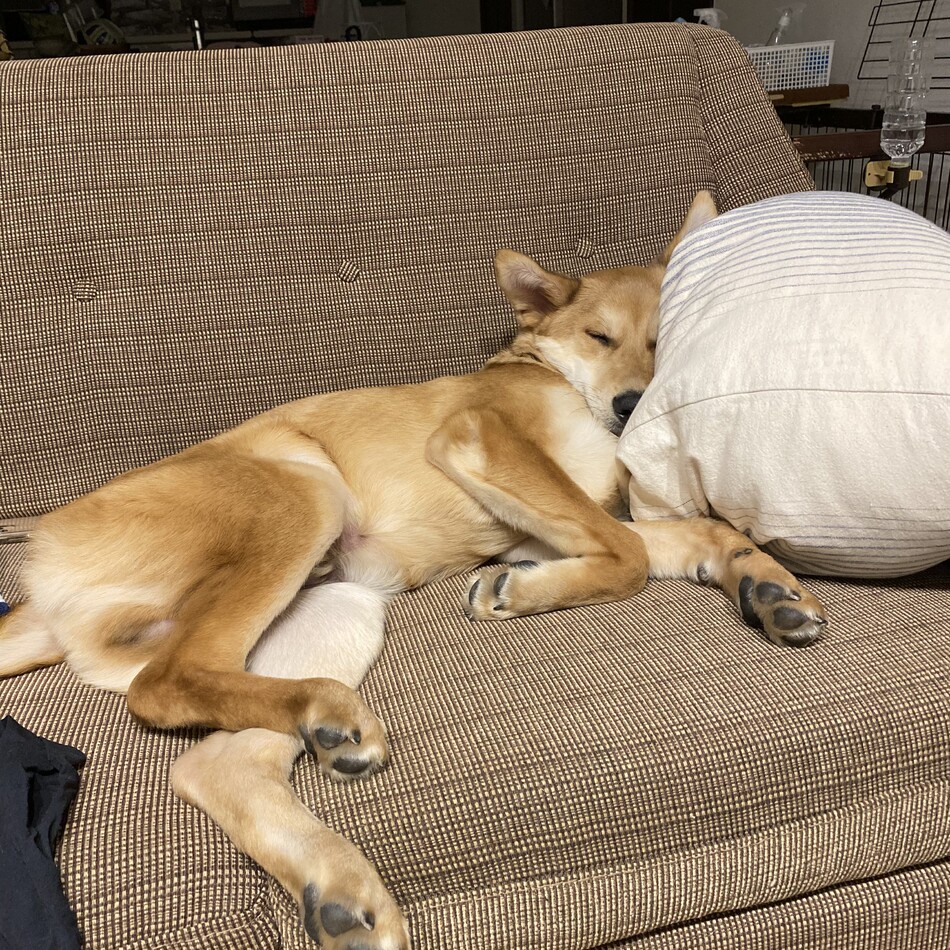 サンのカバー写真