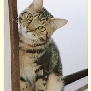 抱っこ大好き甘えん坊「らってぃ」♪