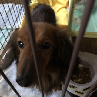 ミニチュアダックス男の子チャイくん