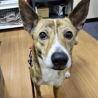 優しい性格のオオミ君！美しいトラ柄がステキ！