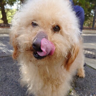 【助けてください】やや大きめの可愛いトイプードル