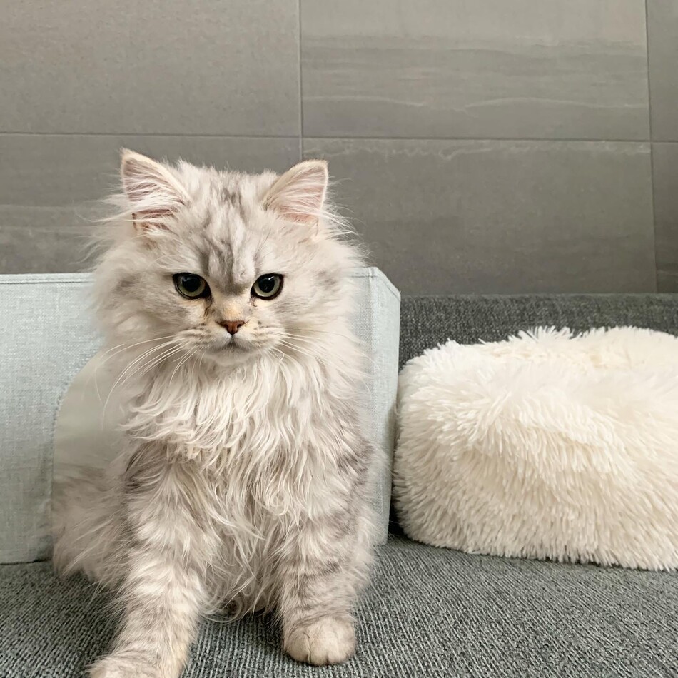 サイベリアンえるのカバー写真